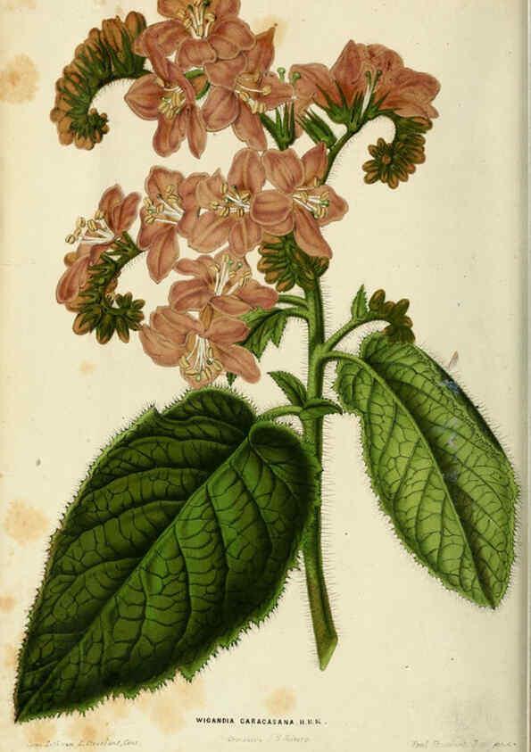 Reproducción/Reproduction 6076897872: Neerland's Plantentuin. v.1. Groningen :J. Wolters,1865-1867