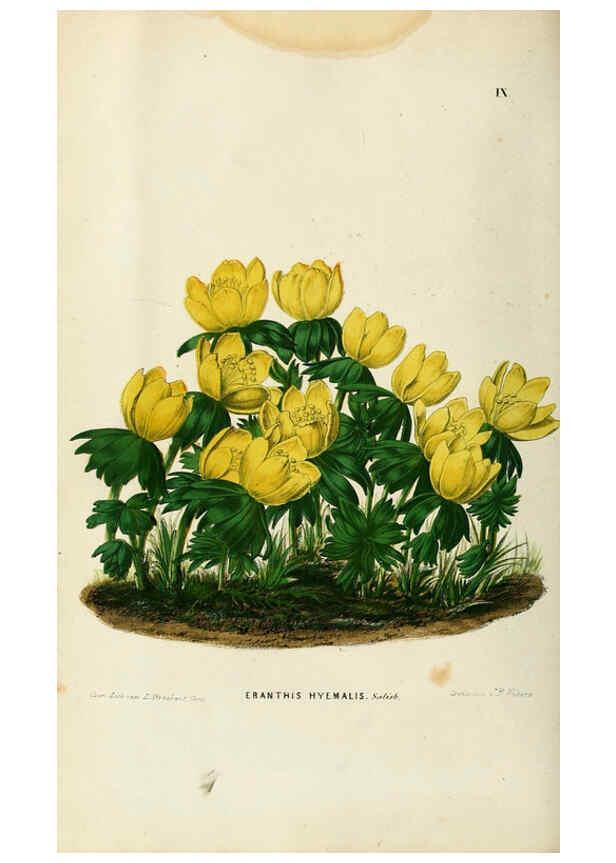 Reproducción/Reproduction 6076362279: Neerland's Plantentuin. v.1. Groningen :J. Wolters,1865-1867