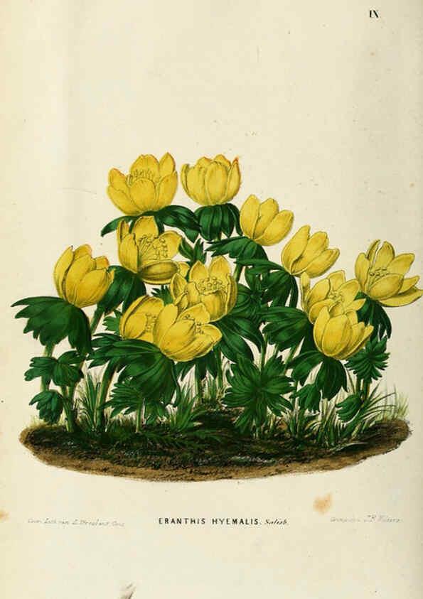Reproducción/Reproduction 6076362279: Neerland's Plantentuin. v.1. Groningen :J. Wolters,1865-1867