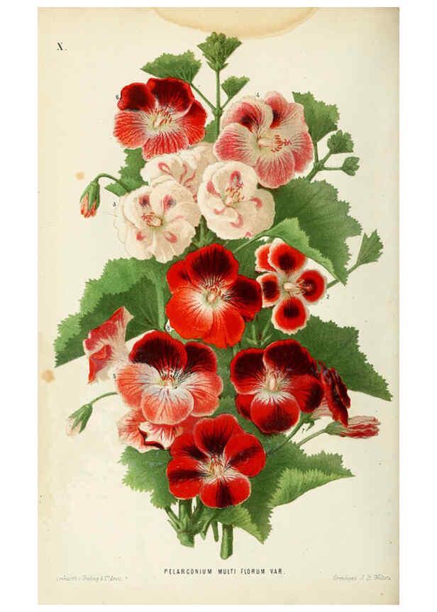 Reproducción/Reproduction 6076362607: Neerland's Plantentuin. v.1. Groningen :J. Wolters,1865-1867