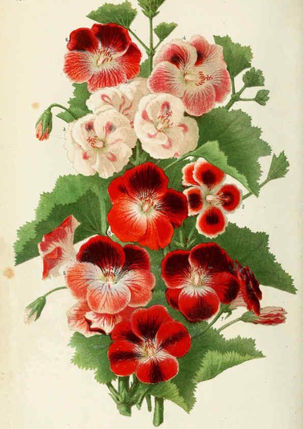 Reproducción/Reproduction 6076362607: Neerland's Plantentuin. v.1. Groningen :J. Wolters,1865-1867