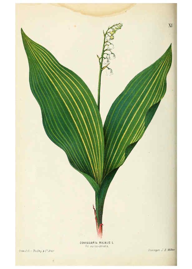 Reproducción/Reproduction 6076899372: Neerland's Plantentuin. v.1. Groningen :J. Wolters,1865-1867