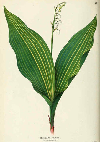 Reproducción/Reproduction 6076899372: Neerland's Plantentuin. v.1. Groningen :J. Wolters,1865-1867