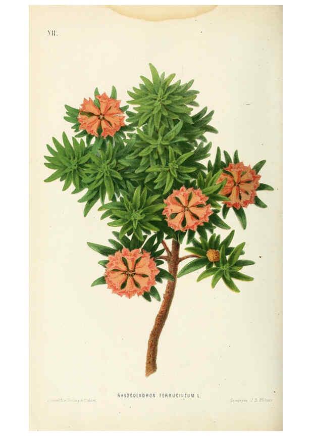 Reproducción/Reproduction 6076363237: Neerland's Plantentuin. v.1. Groningen :J. Wolters,1865-1867