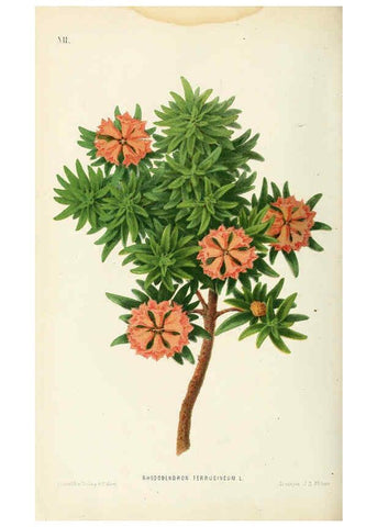 Reproducción/Reproduction 6076363237: Neerland's Plantentuin. v.1. Groningen :J. Wolters,1865-1867