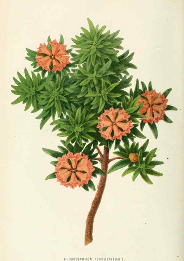 Reproducción/Reproduction 6076363237: Neerland's Plantentuin. v.1. Groningen :J. Wolters,1865-1867