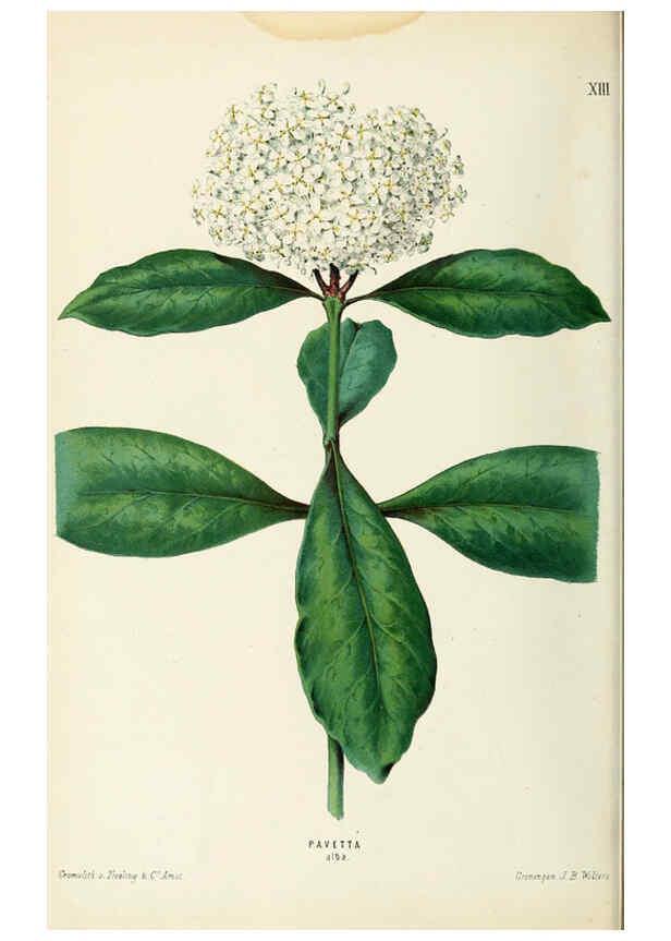 Reproducción/Reproduction 6076363787: Neerland's Plantentuin. v.1. Groningen :J. Wolters,1865-1867