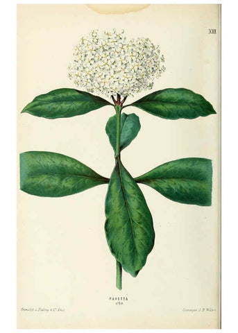 Reproducción/Reproduction 6076363787: Neerland's Plantentuin. v.1. Groningen :J. Wolters,1865-1867