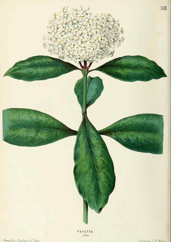 Reproducción/Reproduction 6076363787: Neerland's Plantentuin. v.1. Groningen :J. Wolters,1865-1867