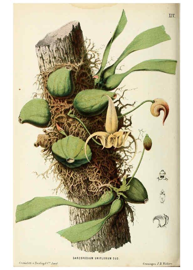 Reproducción/Reproduction 6076364075: Neerland's Plantentuin. v.1. Groningen :J. Wolters,1865-1867