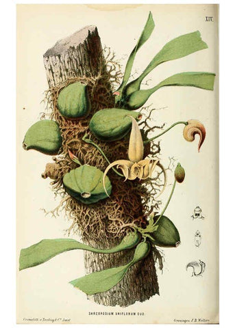 Reproducción/Reproduction 6076364075: Neerland's Plantentuin. v.1. Groningen :J. Wolters,1865-1867