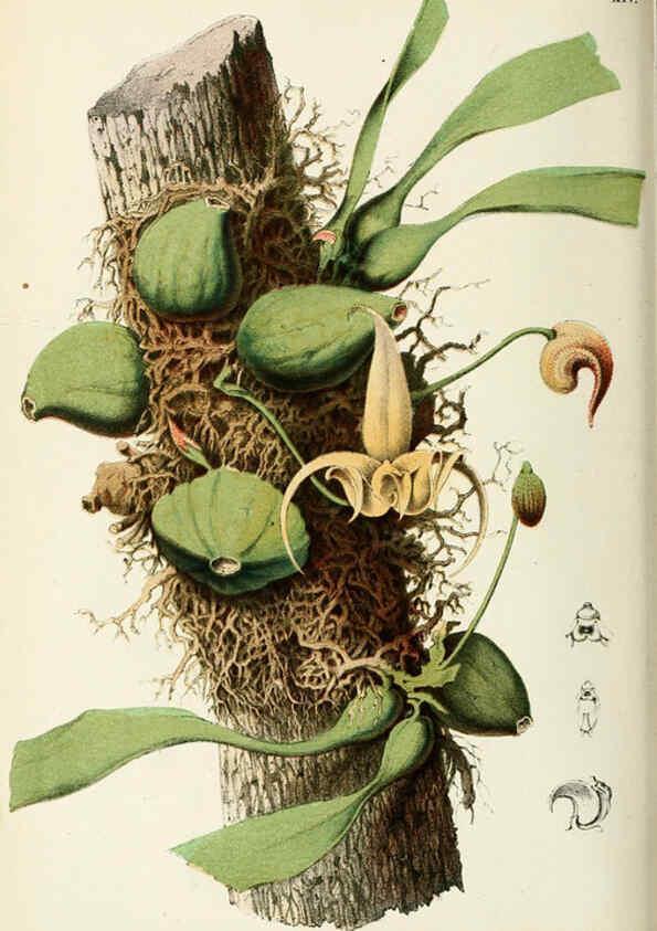 Reproducción/Reproduction 6076364075: Neerland's Plantentuin. v.1. Groningen :J. Wolters,1865-1867