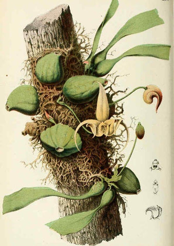 Reproducción/Reproduction 6076364075: Neerland's Plantentuin. v.1. Groningen :J. Wolters,1865-1867