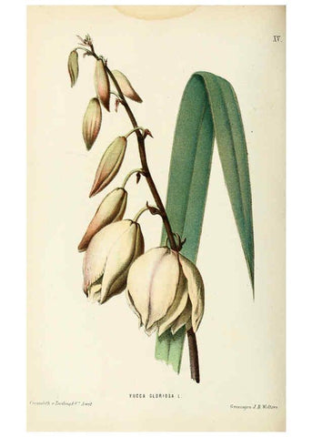 Reproducción/Reproduction 6076900776: Neerland's Plantentuin. v.1. Groningen :J. Wolters,1865-1867