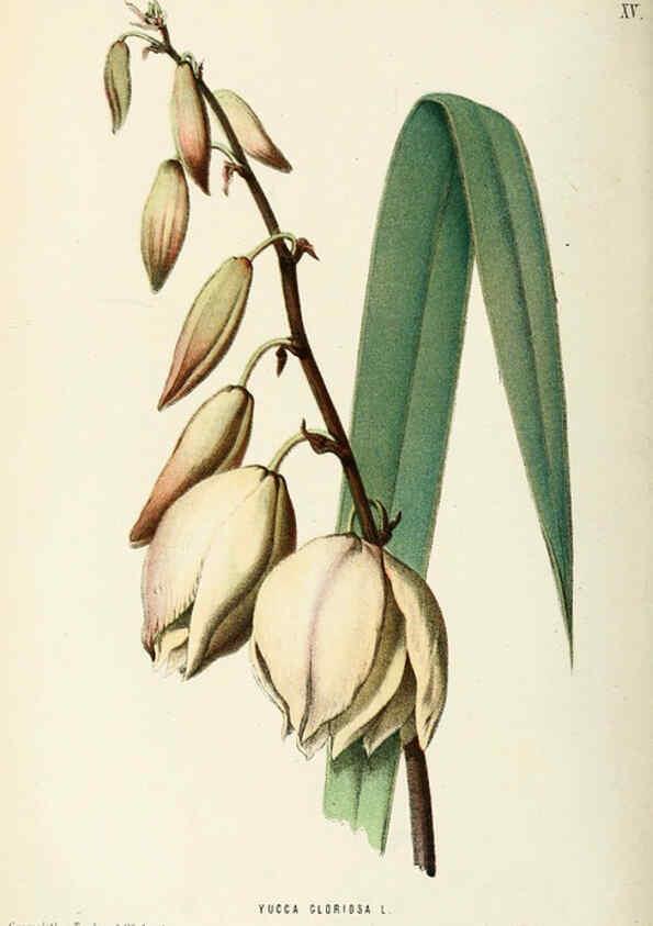 Reproducción/Reproduction 6076900776: Neerland's Plantentuin. v.1. Groningen :J. Wolters,1865-1867