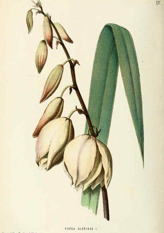 Reproducción/Reproduction 6076900776: Neerland's Plantentuin. v.1. Groningen :J. Wolters,1865-1867
