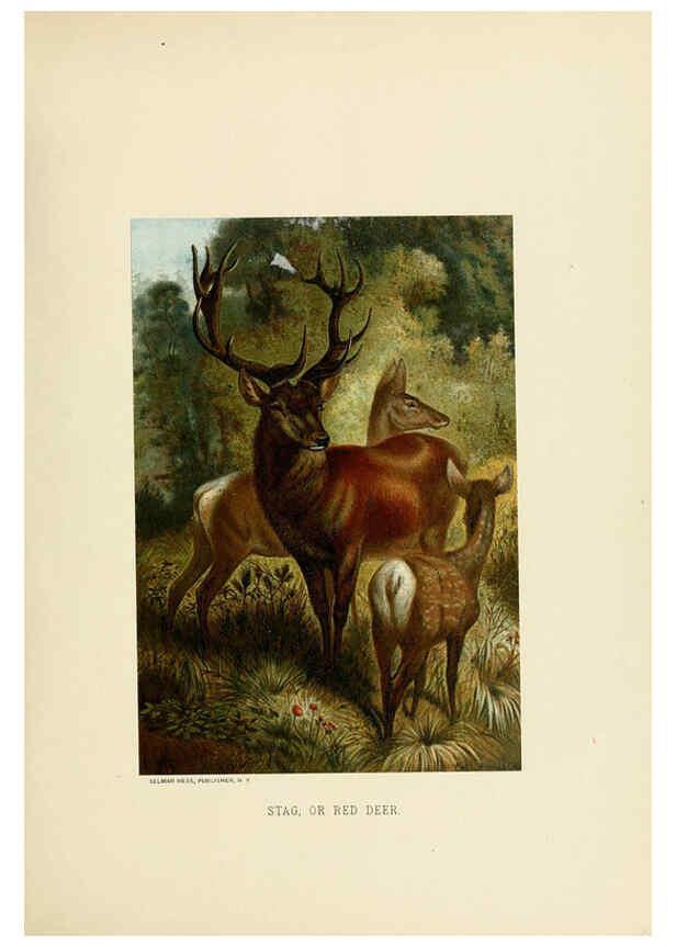 Reproducción/Reproduction 6076985908: Our living world. v.1. New York :S. Hess,[1885] 