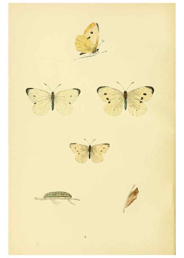 Reproducción/Reproduction 6073602160: A history of British butterflies London :John C. Nimmo,1890