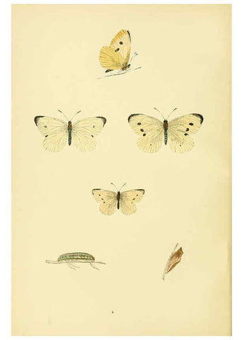 Reproducción/Reproduction 6073602160: A history of British butterflies London :John C. Nimmo,1890