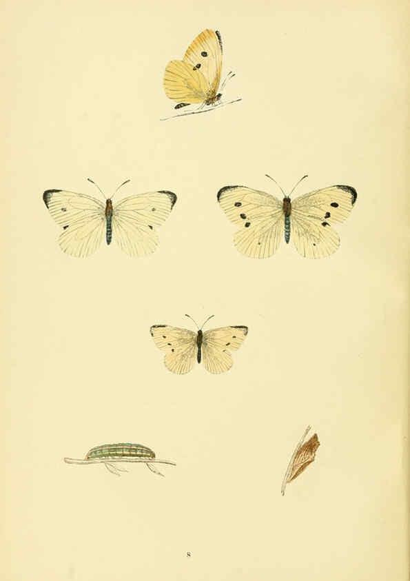 Reproducción/Reproduction 6073602160: A history of British butterflies London :John C. Nimmo,1890