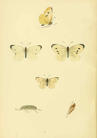 Reproducción/Reproduction 6073602160: A history of British butterflies London :John C. Nimmo,1890