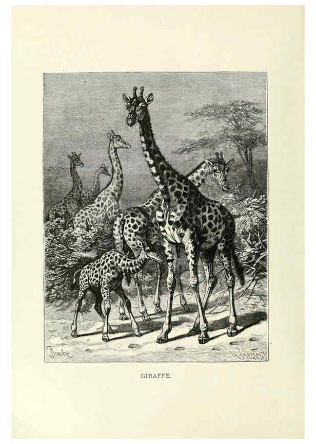 Reproducción/Reproduction 6076985676: Our living world. v.1. New York :S. Hess,[1885] 