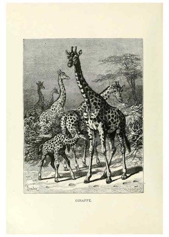 Reproducción/Reproduction 6076985676: Our living world. v.1. New York :S. Hess,[1885] 