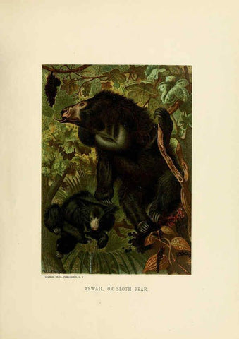 Reproducción/Reproduction 6076978646: Our living world. v.1. New York :S. Hess,[1885] 