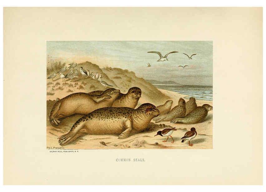Reproducción/Reproduction 6076979376: Our living world. v.1. New York :S. Hess,[1885] 
