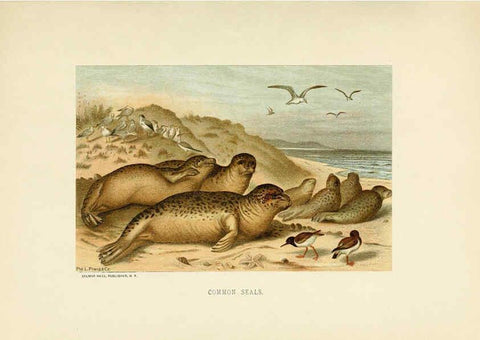 Reproducción/Reproduction 6076979376: Our living world. v.1. New York :S. Hess,[1885] 