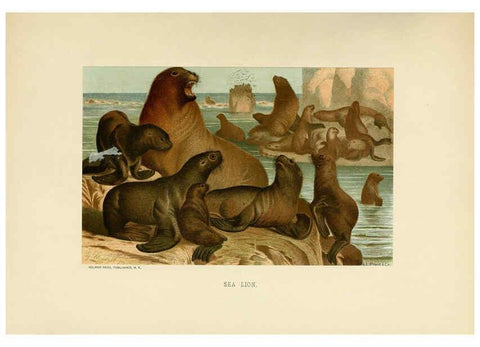 Reproducción/Reproduction 6076443255: Our living world. v.1. New York :S. Hess,[1885] 