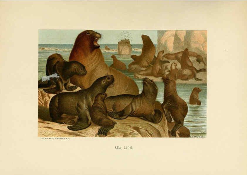 Reproducción/Reproduction 6076443255: Our living world. v.1. New York :S. Hess,[1885] 