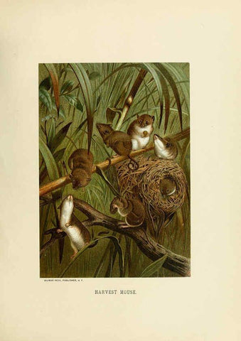 Reproducción/Reproduction 6076443761: Our living world. v.1. New York :S. Hess,[1885] 