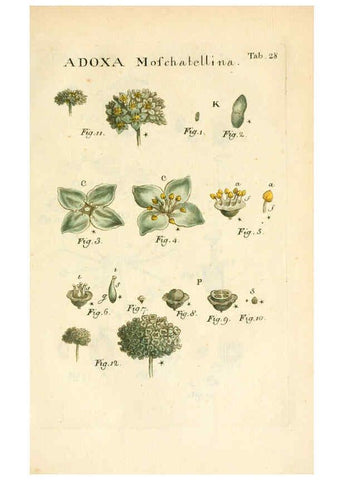Reproducción/Reproduction 6059658004: Illustratio systematis sexualis Linnaeani Francofurti ad Moenum,Varrentrapp et Wenner,1789