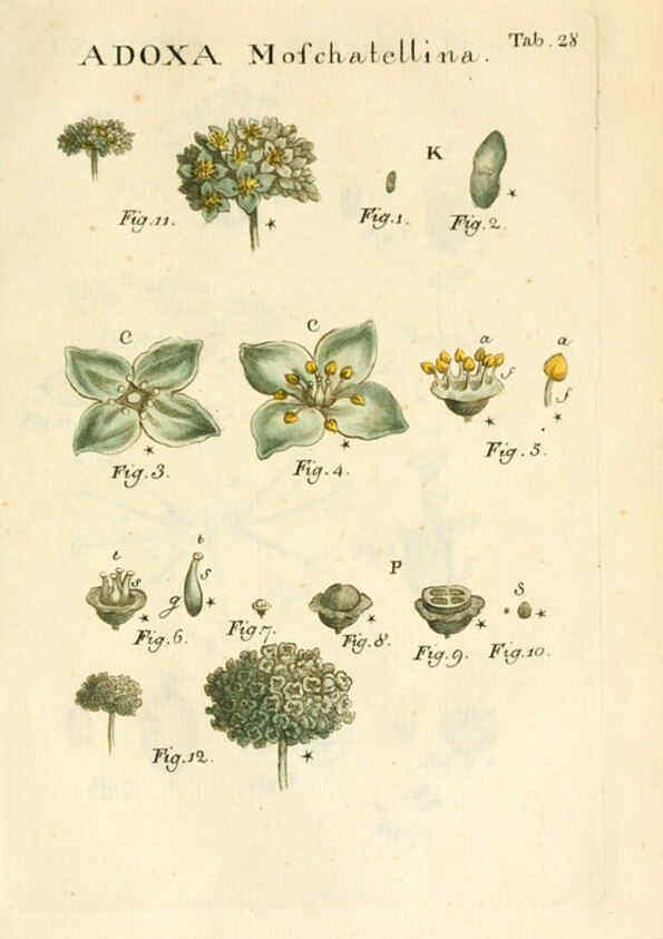 Reproducción/Reproduction 6059658004: Illustratio systematis sexualis Linnaeani Francofurti ad Moenum,Varrentrapp et Wenner,1789