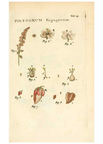 Reproducción/Reproduction 6059657758: Illustratio systematis sexualis Linnaeani Francofurti ad Moenum,Varrentrapp et Wenner,1789