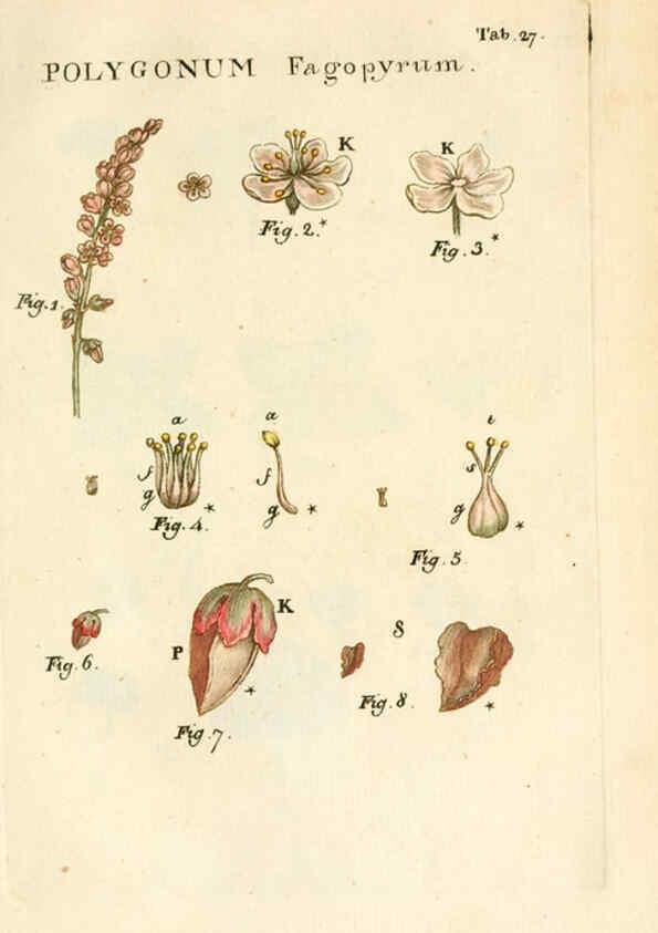 Reproducción/Reproduction 6059657758: Illustratio systematis sexualis Linnaeani Francofurti ad Moenum,Varrentrapp et Wenner,1789