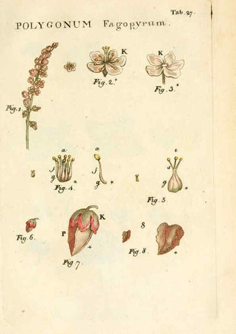Reproducción/Reproduction 6059657758: Illustratio systematis sexualis Linnaeani Francofurti ad Moenum,Varrentrapp et Wenner,1789