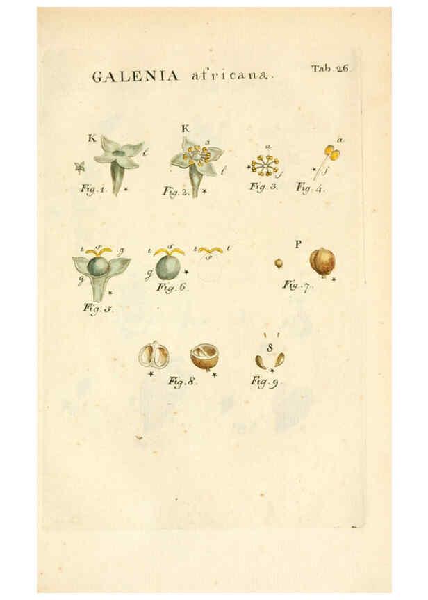 Reproducción/Reproduction 6059110143: Illustratio systematis sexualis Linnaeani Francofurti ad Moenum,Varrentrapp et Wenner,1789