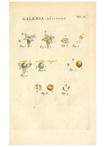 Reproducción/Reproduction 6059110143: Illustratio systematis sexualis Linnaeani Francofurti ad Moenum,Varrentrapp et Wenner,1789