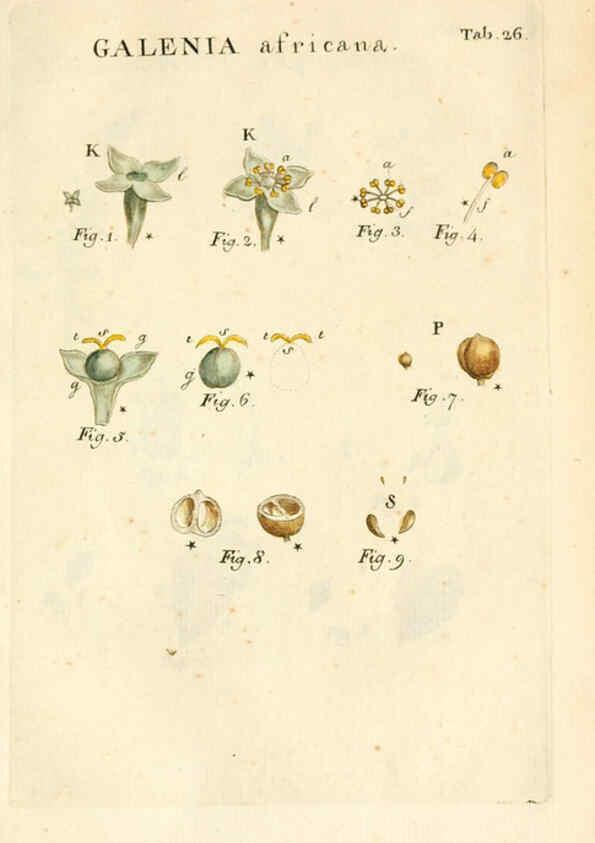 Reproducción/Reproduction 6059110143: Illustratio systematis sexualis Linnaeani Francofurti ad Moenum,Varrentrapp et Wenner,1789