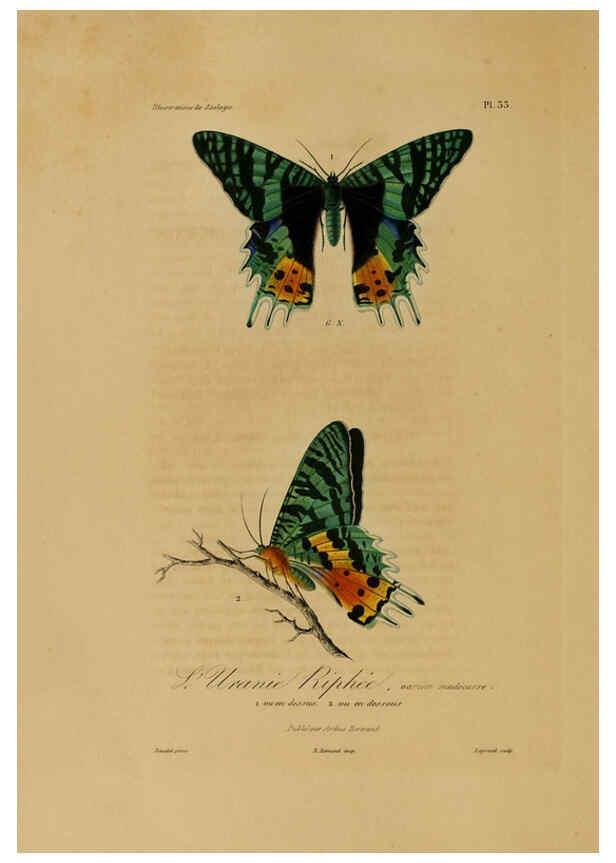 Reproducción/Reproduction 6056483046: Illustrations de zoologie Paris,A. Bertrand[1832-35?] 