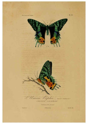 Reproducción/Reproduction 6056483046: Illustrations de zoologie Paris,A. Bertrand[1832-35?] 