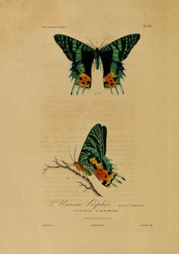 Reproducción/Reproduction 6056483046: Illustrations de zoologie Paris,A. Bertrand[1832-35?] 
