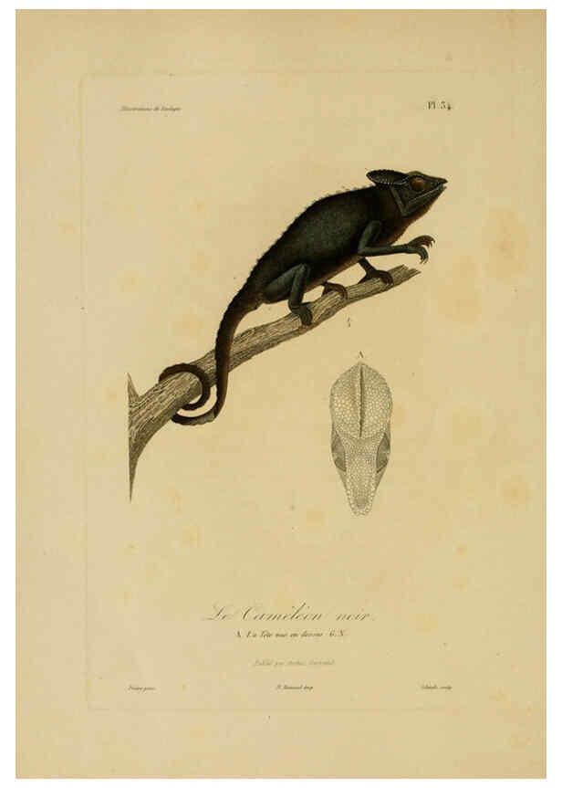 Reproducción/Reproduction 6056483316: Illustrations de zoologie Paris,A. Bertrand[1832-35?] 