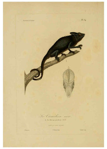 Reproducción/Reproduction 6056483316: Illustrations de zoologie Paris,A. Bertrand[1832-35?] 