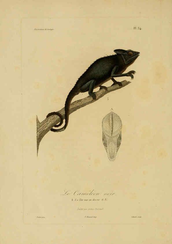 Reproducción/Reproduction 6056483316: Illustrations de zoologie Paris,A. Bertrand[1832-35?] 