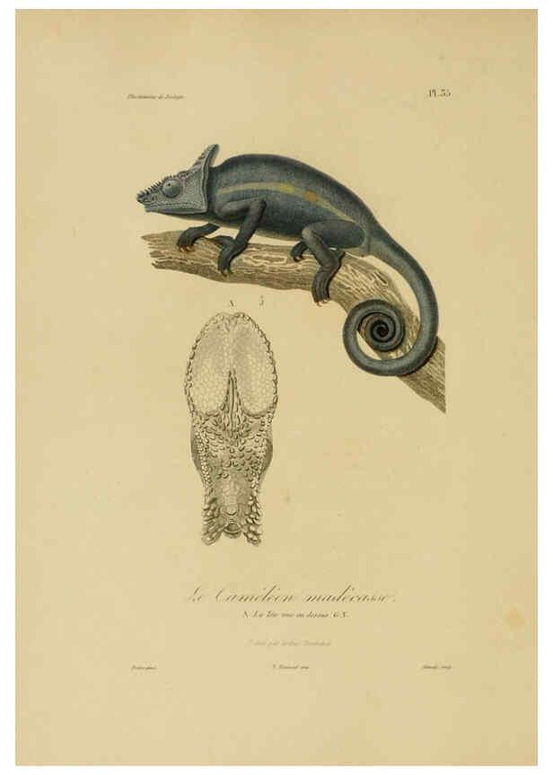 Reproducción/Reproduction 6055937019: Illustrations de zoologie Paris,A. Bertrand[1832-35?] 