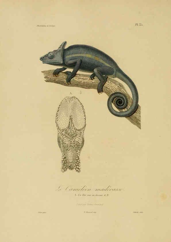 Reproducción/Reproduction 6055937019: Illustrations de zoologie Paris,A. Bertrand[1832-35?] 