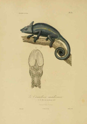Reproducción/Reproduction 6055937019: Illustrations de zoologie Paris,A. Bertrand[1832-35?] 